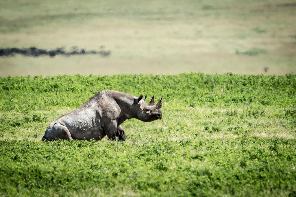 Отель Gibb'S Farm Карату Экстерьер фото