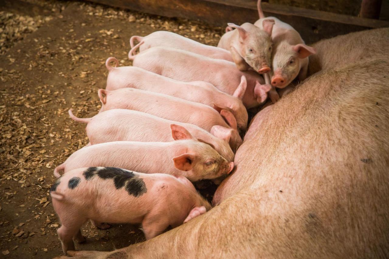 Отель Gibb'S Farm Карату Экстерьер фото